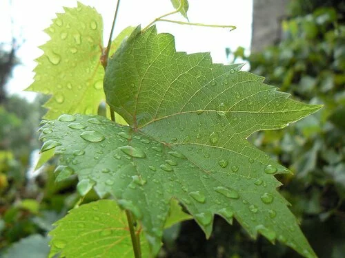 Листья винограда помогают выводить из организма щавелевую кислоту