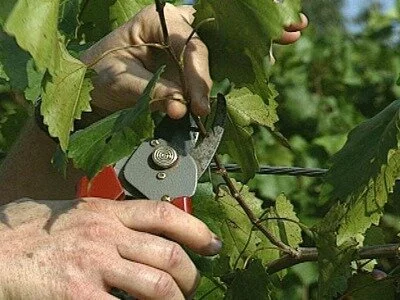 Как правильно делать обрезку для формирования куста винограда?