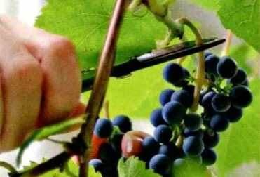Какие садово-огородные культуры можно выращивать рядом с виноградом?