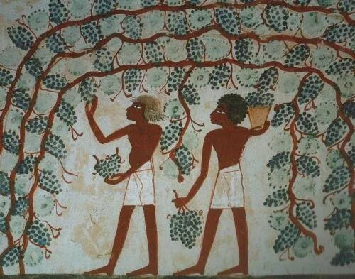 Упоминания о винограде и вине мы находим в разных культурах и легендах