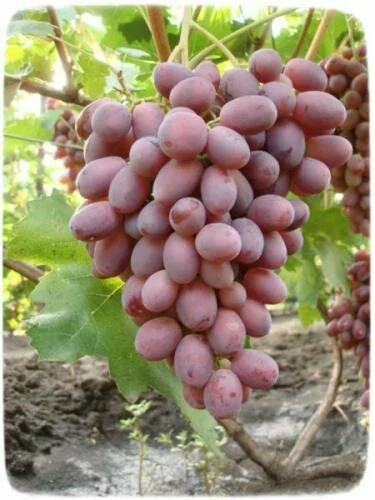 Ризомат - вкусных ягод виноград