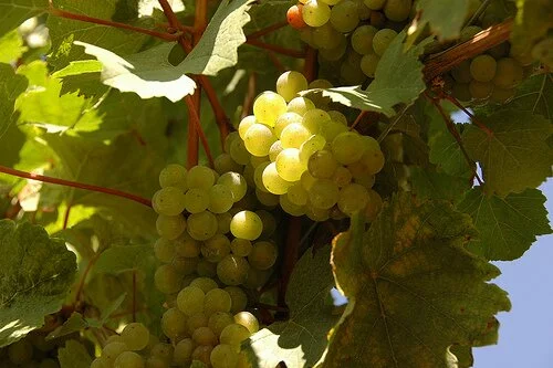 Как правильно подвязывать виноград?