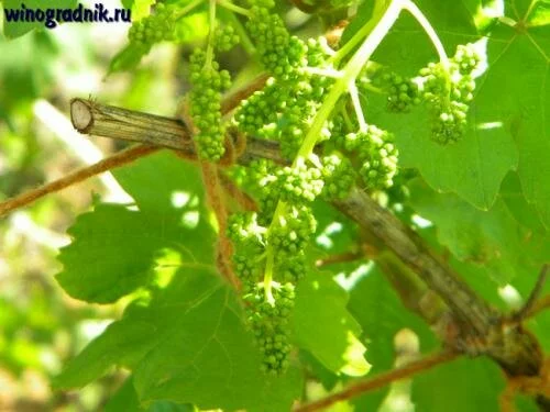 Плодоношение винограда и его особенности