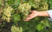 Сорт винограда «Золотой Потапенко»: характеристика и описание с фотографией гроздей